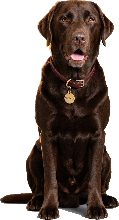 A chocolate Labrador sitting calmly, wearing a burgundy collar with a brass tag reading Sherman